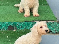 Kar beyaz yavru maltipoo