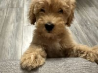 3 aylık yavru poodle