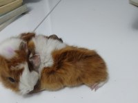 Kaliteli ırk garantilidir 4 adet guinea pig