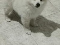 Pomeranian boo 2 aylık