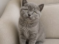 Irkının Hası British Shorthair