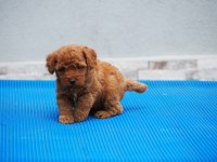 Toy poodle yavrularımız
