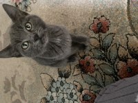 BRİTİSH SHORTHAİR KEDİSİ