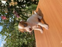 Afacan jack russell köpekler
