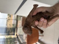 Dişi Erkek Toy Poodle Yavrularımız