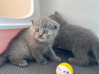 Evde büyüyen sağlıklı Scottish Fold