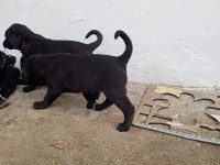 A sınıf yavru köpeklerimiz