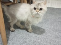 Kedimiz yeni yuvasını arıyor