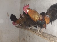 Orman tavukları ve horozlar
