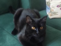 ÜCRETSİZ BABA SCOTTISH FOLD , ANNE SİYAM DİŞİ KEDİ