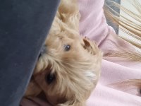 Maltipoo yavrumuz