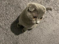 Safkan 0 kulak dişi scottish fold
