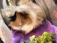 Dişi Guinea Pig Kadıköyden