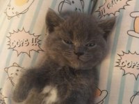 BRİTİSH SHORTHAİR ERKEK