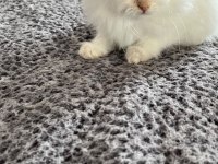 British longhair yavrular