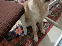 Çok acil sahiplenmek istiyorum golden retriever