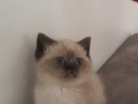 BLUEPOİNT DİŞİ KEDİMİZ