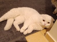 Erkek damızlık bembeyaz scottish fold