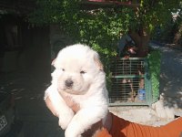 Chow chow bebeklerimiz
