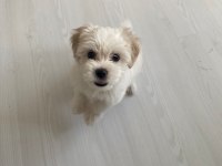 50 günlük dişi 0 numara terrier kuru mama yiyor