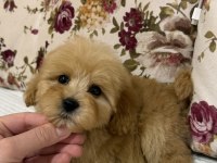 OYUNCAK GİBİ MALTİPOO OĞLUMUZ