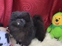 Teacup garantili black tan pomeranian