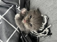 1 buçuk aylık erkek scottish fold
