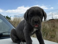 Blue cane corso yavrular