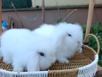 Hollanda teddy lop tavşanı yavrular