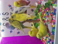 30 günlük yavru muhabbet kuşları