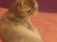 Scottish fold sahibinden 1 yaşındaki kızımız