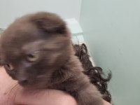 3 aylık scottish fold (kıvrık kulaklı) kahverengi