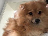 Sevgi dolu dişi pomeranian