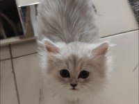 SAFKAN BRİTİSH MALZEMELERİYLE 2 YAVRU 1 DİŞİ 1 ERKEK