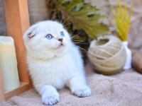 Bembeyaz NS1133 Scottish Fold Shorthair
