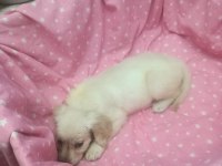 2 Aylık Golden Retriever