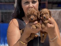 Teacup kore poodle yavrularım