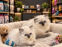 Harika güzellikte british scottish longhair yavrularımız