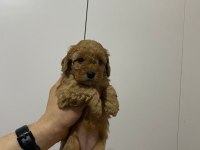 Rezerveye açık toy poodle yavru