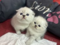 Güzeller güzeli Blue Point Scottish Fold Yavrularımız