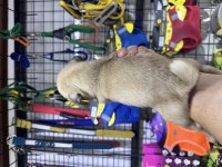 Buruşuk surat pug köpeğimiz Rıfkı