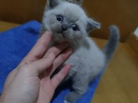 British shorthair yavrularımız