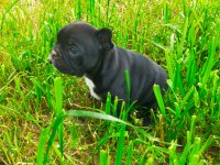 Anatomi Harikası French Bulldog