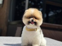 Sevimli pomeranian yavrular yemi yuvalarını arıyor