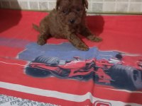 Poodle yavrularımız mini ve toy boy renk renk