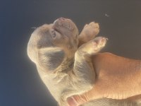 İzmirden newshade taşıyıcı french bulldog yavrularımız