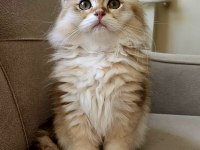 Golden british longhair bebeğimiz