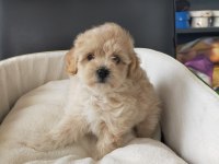 Sıfır numara maltipoo dişi bebeklerimiz