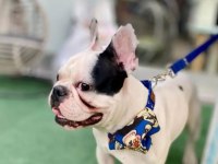 1.4 YAŞINDA ERKEK KISIR DEĞİL FRENCH BULLDOG