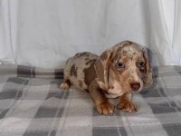 BRİ ÇOK SEÇENEK İLE DACHSHUND BEBEKLERİMİZ